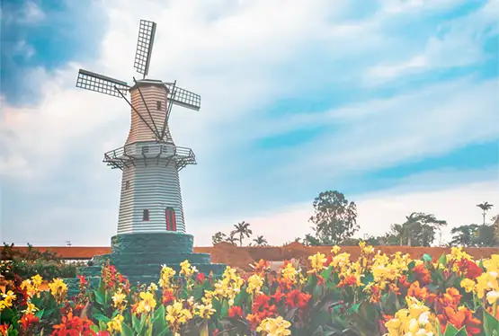 Campos de flores de Holambra 