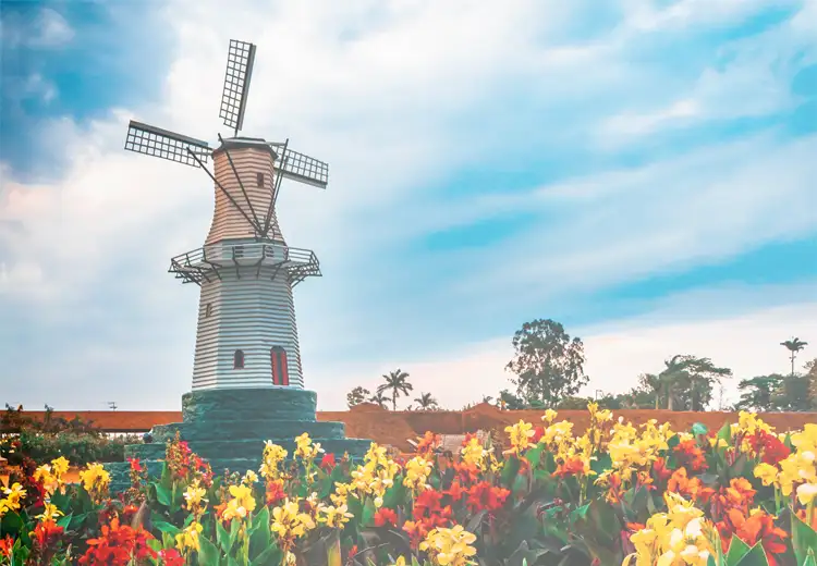 Campos de flores de Holambra